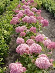 Image result for Hydrangea arborescens Pink Anabelle