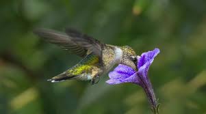 Feb 02, 2021 · give these flowering bushes that attract butterflies plenty of room to spread and grow. What Birds Eat Mosquitoes And Other Garden Bugs