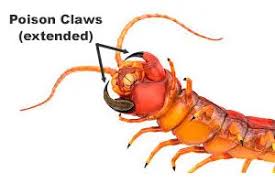 Keep in mind that all drop rates stated below are not officially confirmed, i've written. When Do Centipedes Bite And What Should I Do If Bitten