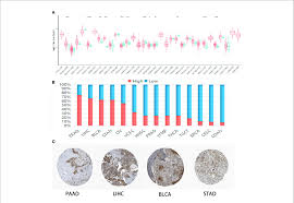 A dark blue ribbon, on the other hand, represents colon cancer which is more common to males. Cmtm6 Expression In Human Pan Cancer A Differential Cmtm6 Mrna Download Scientific Diagram