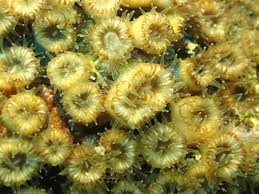 Image result for Loxodera caespitosa