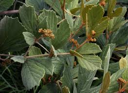 Image result for Rhoicissus digitata