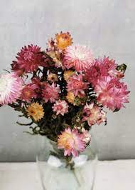 Get all the latest information on events, sales and offers. Dried Flowers Dried Straw Flower Helichrysum Pink Bries Aan Zee Breeze At Sea