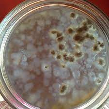 The Ultimate Guide To Figuring Out If Your Kombucha Scoby Has Mold Or Not Kombucha Home