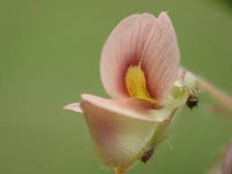 Image result for Aeschynomene mossoensis