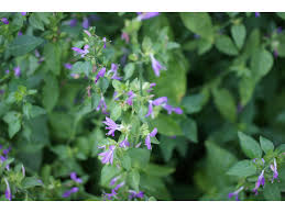 Image result for Dicliptera