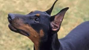 How big are doberman puppies? Red Doberman Pinscher Dog Breed Information Pettime