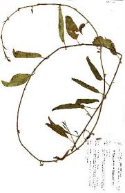 Image result for Ipomoea coscinosperma