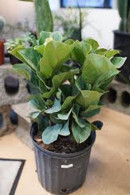 Image result for Ficus lyrata