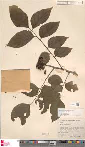 Image result for Ancylobothrys amoena