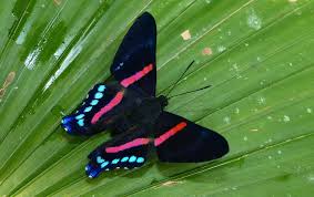 Black And White Spotted Moth Uk Ancyluris Jurgensenii P1390999 Flying Flowers Butterfly Kisses Uk Photos