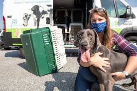 Maybe you would like to learn more about one of these? North Carolina Animal Shelters Take In Dozens Of Dogs