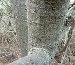 Image result for Lannea discolor