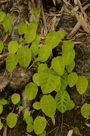 Image result for Remusatia