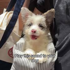 Show Your Dog As A Puppy Vs Now Sound