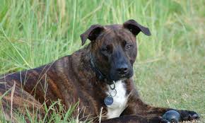 Brindle Dogs Short Haired Dog Breeds Brindle Dog Breeds