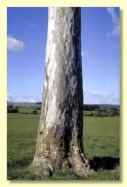 Image result for Eucalyptus tereticornis
