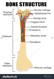 Long bones support weight and facilitate movement. Oe 8622 Hip Bone Diagram Schematic Wiring