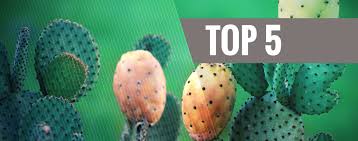 There are 103 tall pink cactus for sale on etsy, and they cost $24.23 on average. These Are The Top 5 Mescaline Cacti From Around The Globe Zamnesia Blog