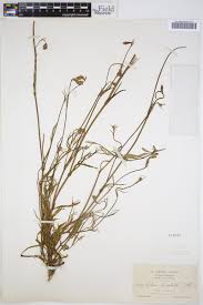 Image result for Silene burchellii