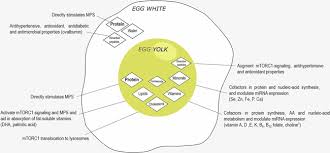 Cuantos Huevos Se Pueden Comer Evidencia Cientifica