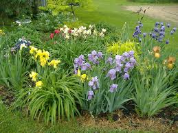 Irises Forum Iris Garden Lily Garden Peonies Garden