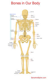 different types of bones in body and their function bone