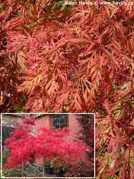 We did not find results for: Acer Palmatum Baldsmith Havlis Cz
