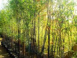A bamboo garden and nursery in seattle washington that has everything you need to contain and care for your bamboo. Phyllostachys Nigra Black Bamboo Phyllostachys Aurea Golden Bamboo