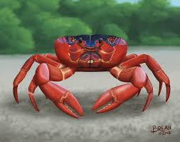 But on its home turf it is a very significant species—some 120 million individuals cover the rain forest floor and. Christmas Island Red Crab Art By Breah
