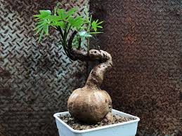 Image result for Ipomoea mauritiana