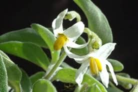 Image result for Solanum chenopodioides