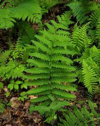 Image result for Osmundaceae