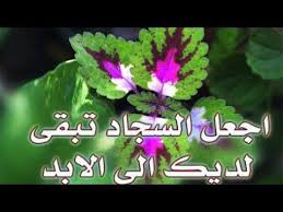 حماية نبات السجادة من البرد واكثارها نباتات الزينة youtube plant problems planting herbs plants
