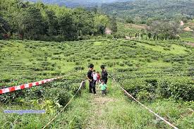 * lawatan ke ladang teh sabah. Lawatan Ke Ladang Teh Organik Sabah Tea