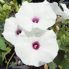 Wild Potato Vine Flower Essence The Tea Apothecary This White Species The Wild Potato Vine Helps Us Wake Up The Flower Essences Wild Potato Potato Vines