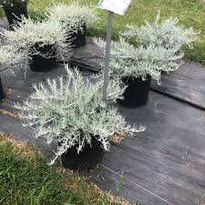 Image result for Helichrysum moorei