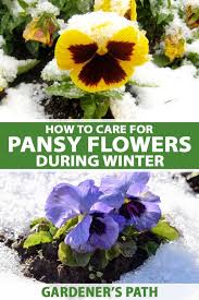 How long do pansys bloom for? How To Care For Pansy Flowers In Winter Gardener S Path