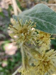 Image result for Tarchonanthus camphoratus