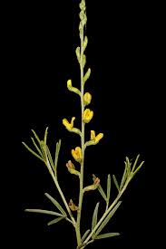 Image result for Melolobium