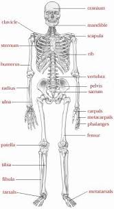 Do you know the connective tissue is made up of cells that form the body's structure. Types Of Bones Bone Structure Joints Human Anatomy And Physiology Human Skeletal System Medical Anatomy