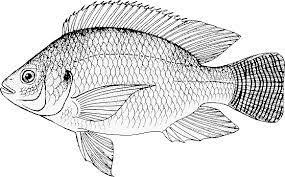 Biology teaching notes and drawings on the tropical fish, including breeding behaviour and feeding, by d g mackean. Well Labelled Diagram Of A Tilapia Fish Full Size Png Download Seekpng