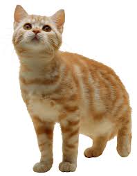 7 Cat Png Image Download Picture Kitten