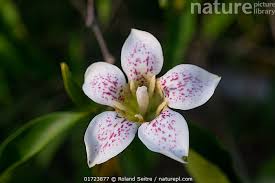 Image result for Rothmannia