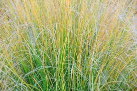 Image result for Festuca chodatiana