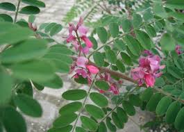 Image result for Indigofera