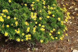 Image result for Chrysanthemoides
