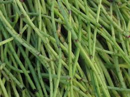 Image result for Monadenium filiforme