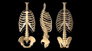 The vertebral column of the lower back includes the five lumbar vertebrae, the sacrum, and the coccyx. Anatomy Of The Human Rib Cage Healthncure Org