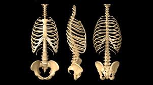 The rib cage is an origin and insertion area for many muscles. Anatomy Of The Human Rib Cage Healthncure Org